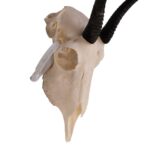 Real Springbok Skull  – Female