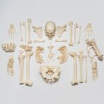 Real Research Quality Human Skeleton – Disarticulated – 4600 g