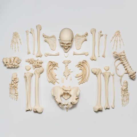 Real Research Quality Human Skeleton - Disarticulated - 4600 g