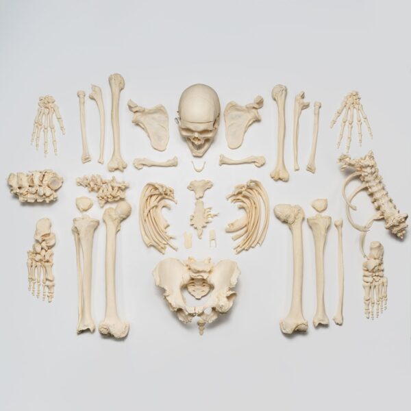 Real Research Quality Human Skeleton – Disarticulated – 4600 g