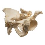 Real Research Quality Human Skeleton – Disarticulated – 4600 g