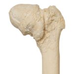 Real Research Quality Human Skeleton – Disarticulated – 4600 g