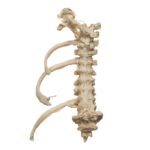 Real Research Quality Human Skeleton – Disarticulated – 4600 g