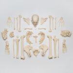 Real Research Quality Human Skeleton – Disarticulated – 4600 g