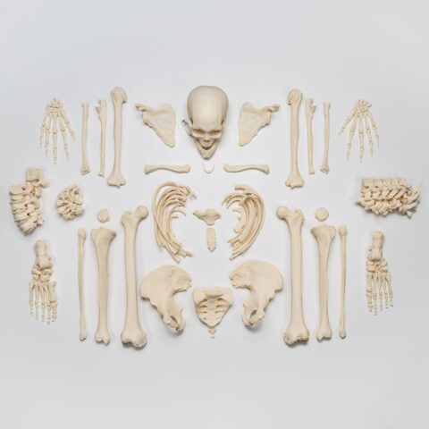 Real Research Quality Human Skeleton - Disarticulated - 4600 g