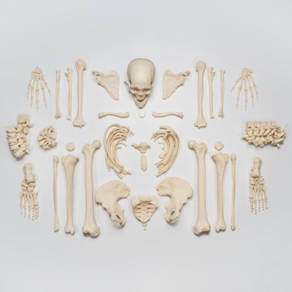 Real Research Quality Human Skeleton – Disarticulated – 4600 g