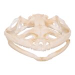 Real Bullfrog Skull