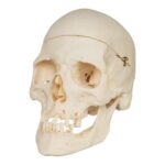 Real Research Quality Human Skull – 870 g