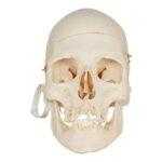 Real Research Quality Human Skull – 870 g