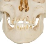 Real Research Quality Human Skull – 870 g