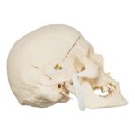 Real Research Quality Human Skull – 870 g