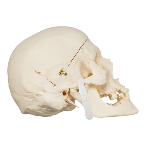 Real Research Quality Human Skull - 870 g