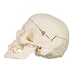 Real Research Quality Human Skull – 870 g