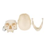 Real Research Quality Human Skull – 870 g