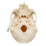 Real Research Quality Human Skull – 870 g