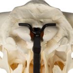 Metal Skull Mount – The Buffalo Table Bracket