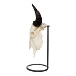 Metal Skull Mount – The Buffalo Table Bracket