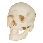 Real Research Quality Human Skull – 1146 g