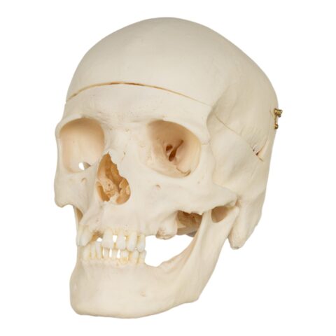 Real Research Quality Human Skull - 1146 g