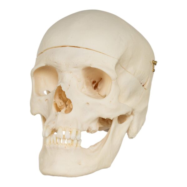Real Research Quality Human Skull – 1146 g