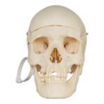 Real Research Quality Human Skull – 1146 g
