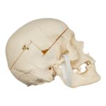 Real Research Quality Human Skull – 1146 g