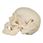 Real Research Quality Human Skull – 1146 g