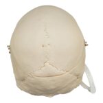 Real Research Quality Human Skull – 1146 g