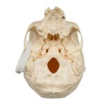 Real Research Quality Human Skull – 1146 g