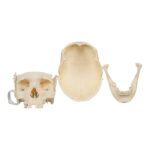 Real Research Quality Human Skull – 1146 g