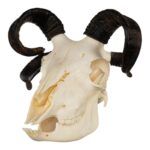 Real Four-horned Jacob Sheep Skull – 364 g