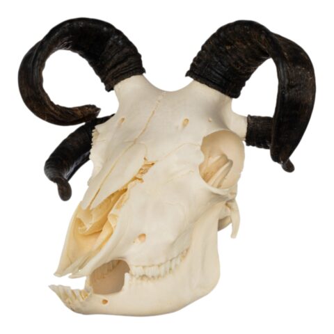Real Four-horned Jacob Sheep Skull - 364 g