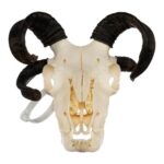 Real Four-horned Jacob Sheep Skull – 364 g