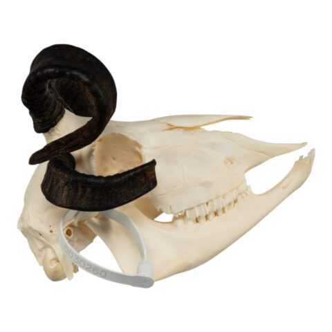 Real Four-horned Jacob Sheep Skull - 364 g