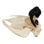 Real Four-horned Jacob Sheep Skull – 364 g