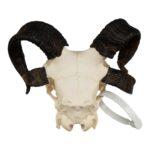 Real Four-horned Jacob Sheep Skull – 364 g