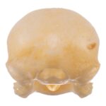 Real Zebra Finch Skull
