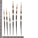 Real African Crested Porcupine Quill – Large (7.0-10.4″) – Single