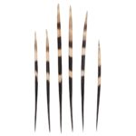 Real African Crested Porcupine Quill – Large (7.0-10.4″) – Single