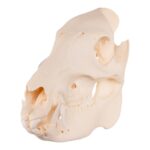 Real Peccary Skull – Adolescent