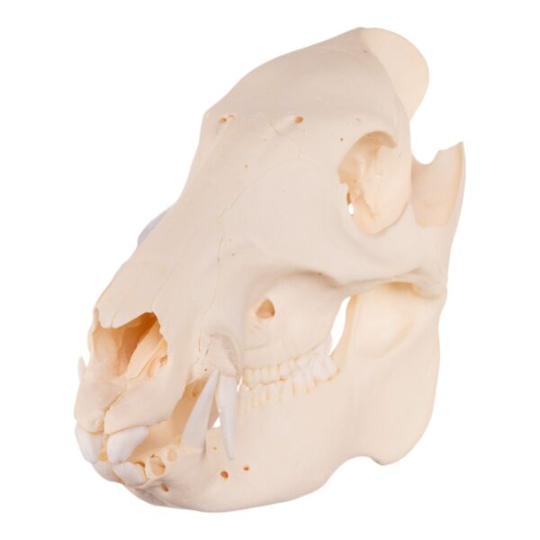 Real Peccary Skull – Adolescent