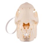 Real Peccary Skull – Adolescent