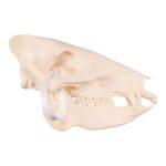 Real Peccary Skull – Adolescent