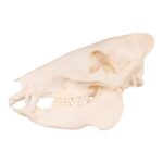 Real Peccary Skull – Adolescent