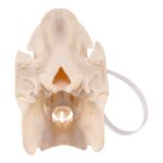 Real Peccary Skull – Adolescent