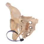 Real Human Hip Bone (Innominate) and Sacrum – Antique