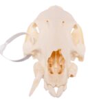 Real Peccary Skull – No Mandible