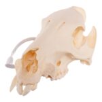 Real Peccary Skull – No Mandible