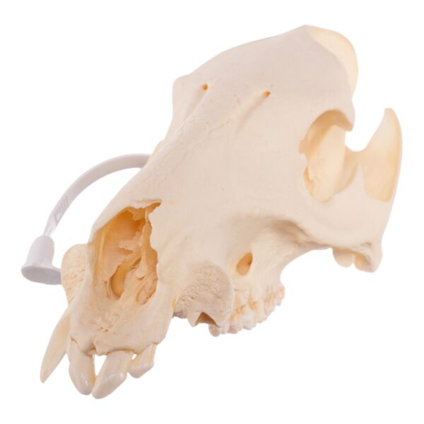 Real Peccary Skull – No Mandible