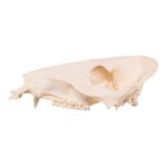Real Peccary Skull – No Mandible